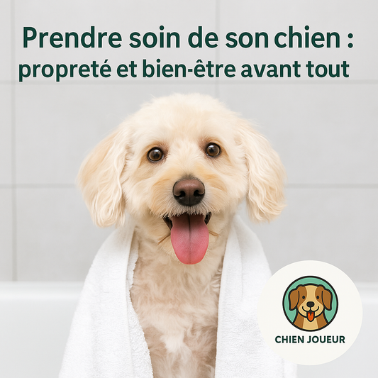 🧼 Prendre soin de son chien : propreté et bien-être avant tout