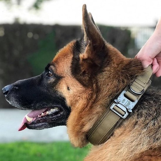 Collier pour chien | Tactique Militaire