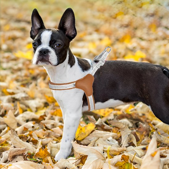Chien portant un harnais Y-Shape ergonomique blanc