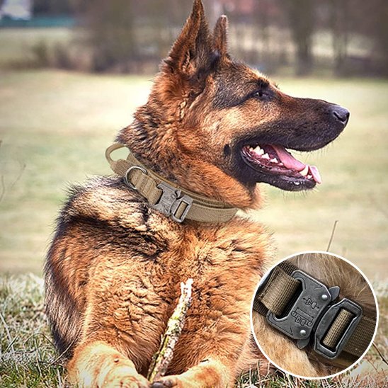 Collier pour chien | Tactique Militaire