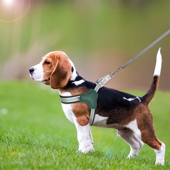 Chien actif portant un harnais Y-Shape confortable, idéal pour randonnée et activités extérieures.