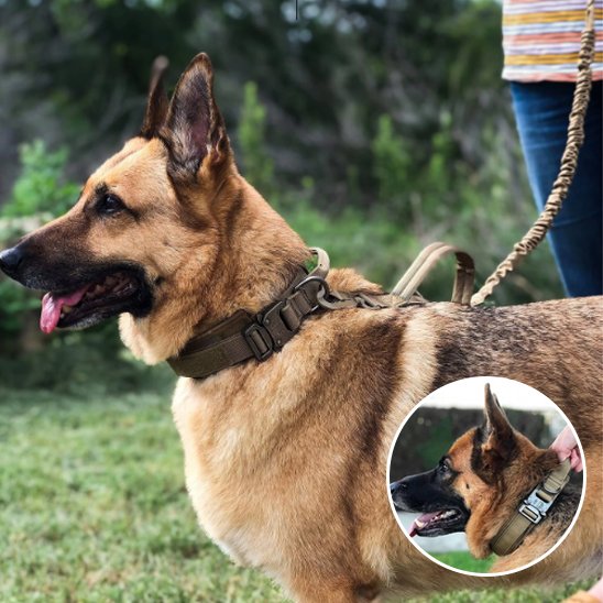 Collier pour chien | Tactique Militaire