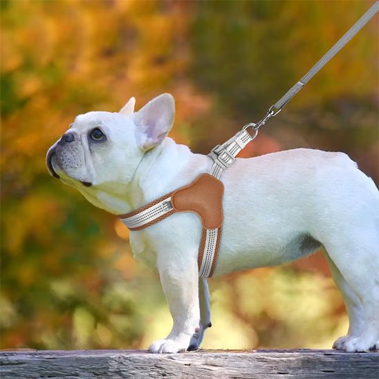 Chien portant un harnais Y-Shape ergonomique blanc