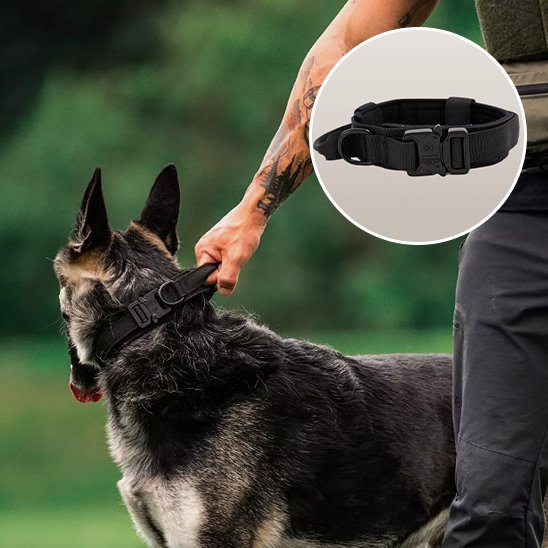Collier pour chien | Tactique Militaire
