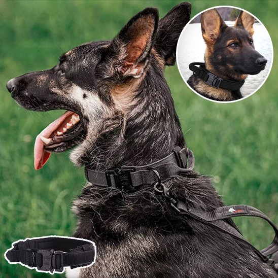 Collier pour chien | Tactique Militaire
