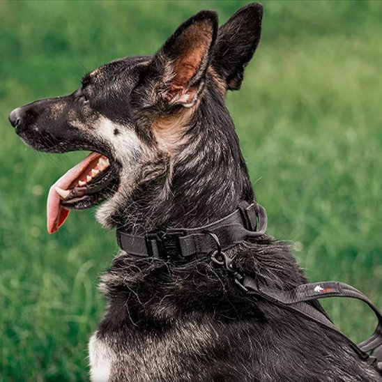 Collier pour chien | Tactique Militaire