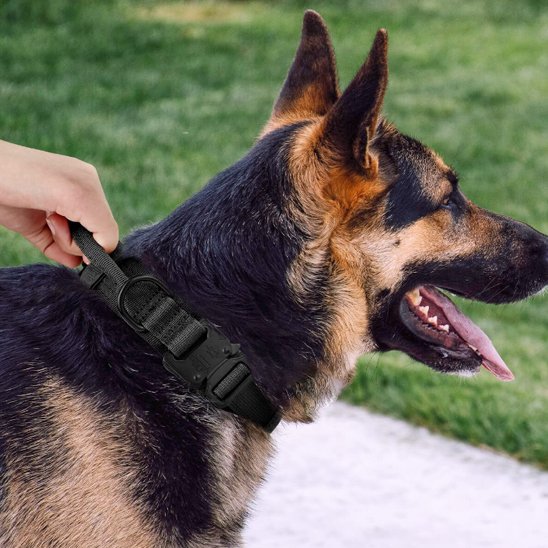 Collier pour chien | Tactique Militaire