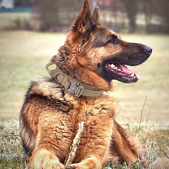 Collier pour chien | Tactique Militaire