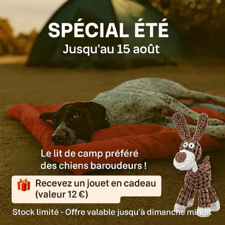 Un chien couché sur un coussin prÚs d'une tente