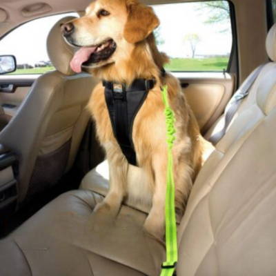Ceinture chien voiture facile à installer