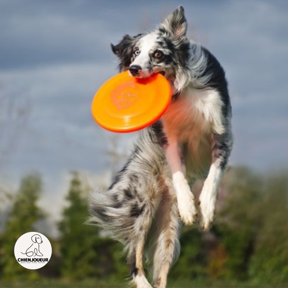 Disque-volant-pour-chien
