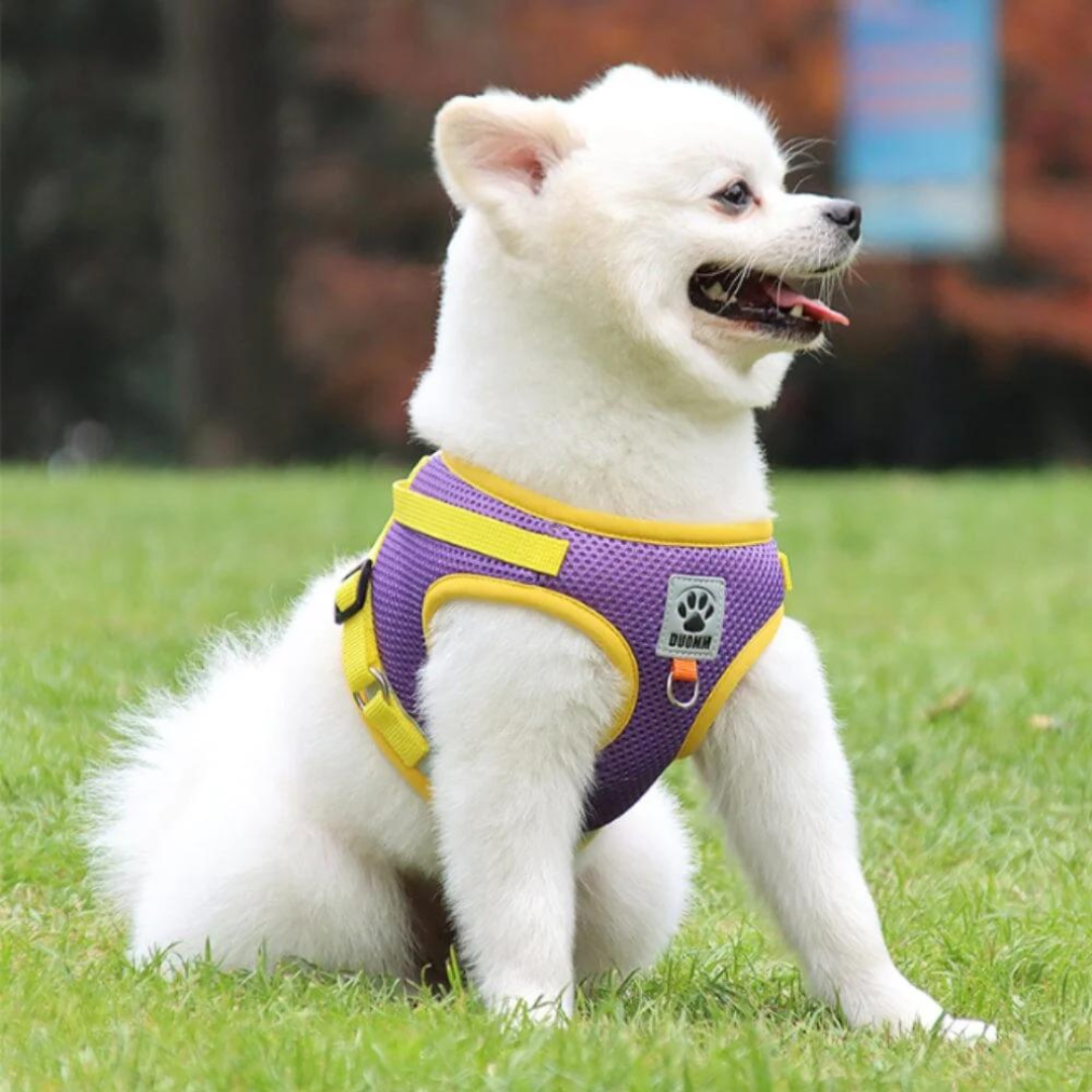 harnais-pour-chien