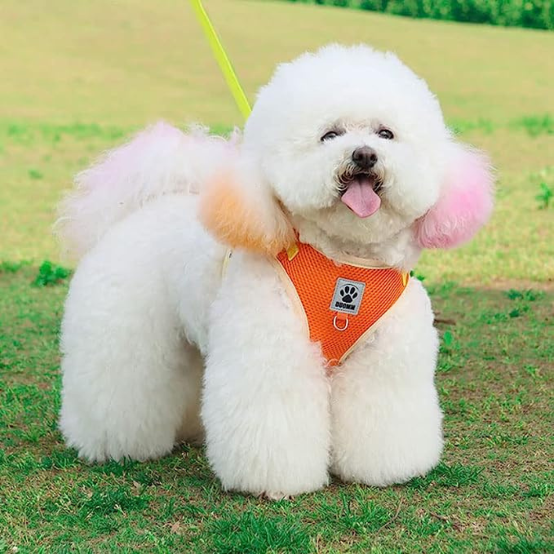 harnais-pour-chien