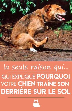 Mon CHIEN traîne son DERRIÈRE par terre - CAUSES et SOLUTIONS pratiques !