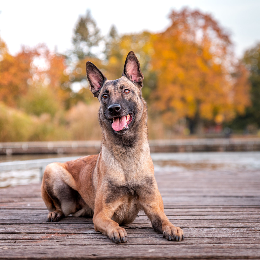 chien-préféré-des-Francais