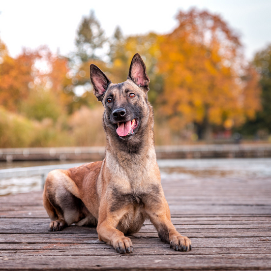 chien-préféré-des-Francais