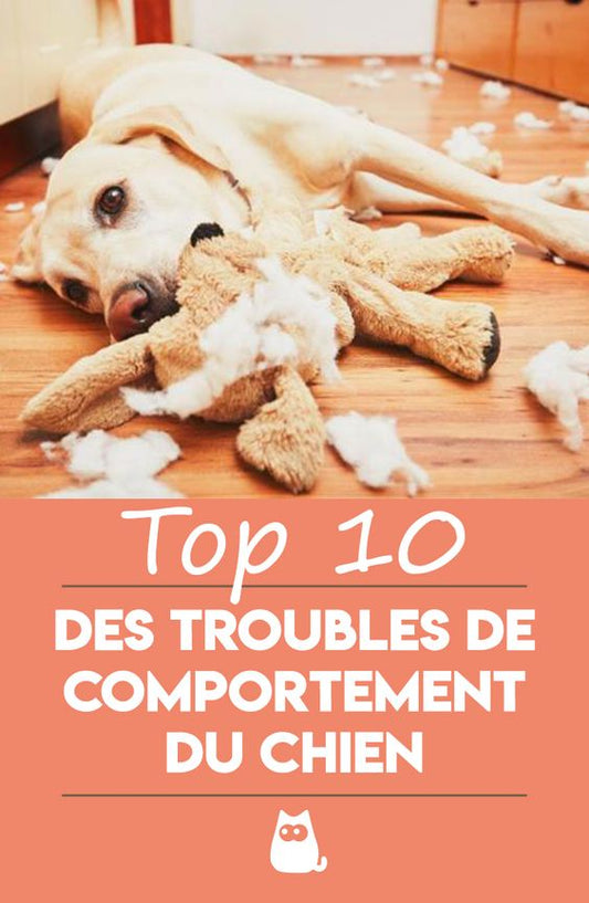 10 troubles de comportement du chien !