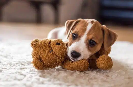 Les bienfaits des peluches pour les chiens !