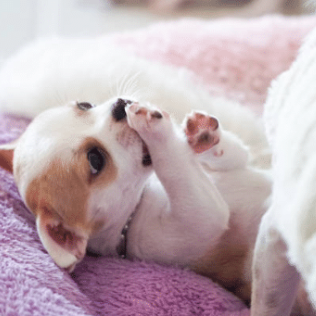 adopté-un-chien