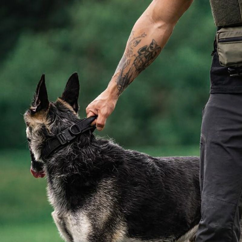 Chien actif en balade avec collier tactique kaki.
