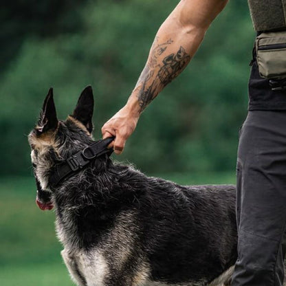Chien actif en balade avec collier tactique kaki.

