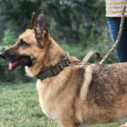 Promenade canine avec laisse solide et collier ajusté.