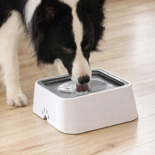 Bol d’eau anti renversement pour chien