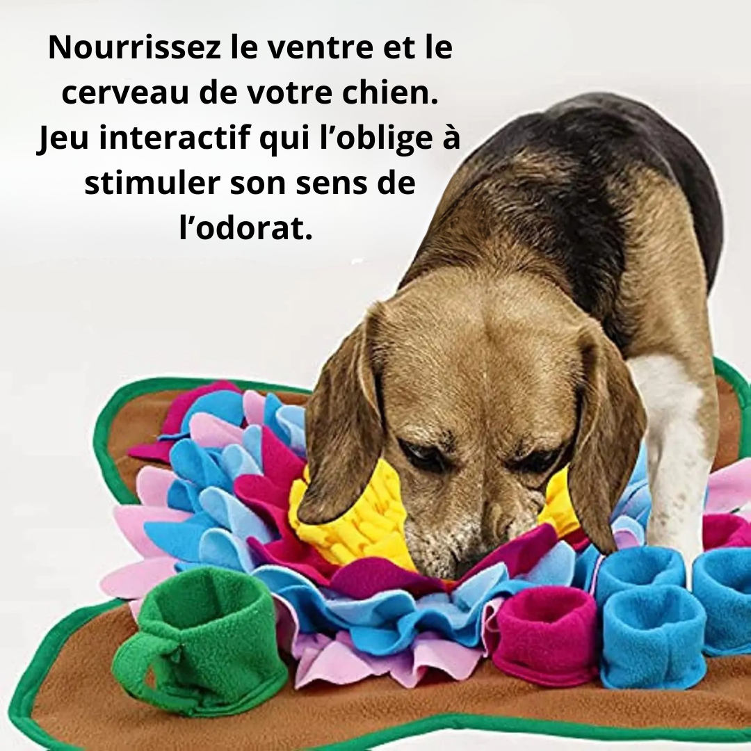 Jeu d'alimentation pour chien