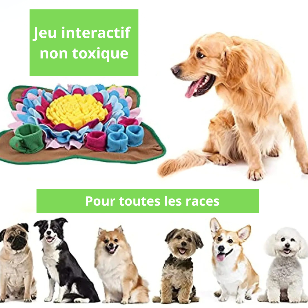 Jeu d'alimentation pour chien