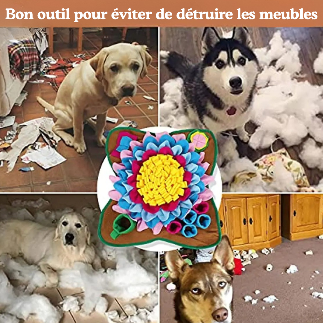 Jeu d'alimentation pour chien