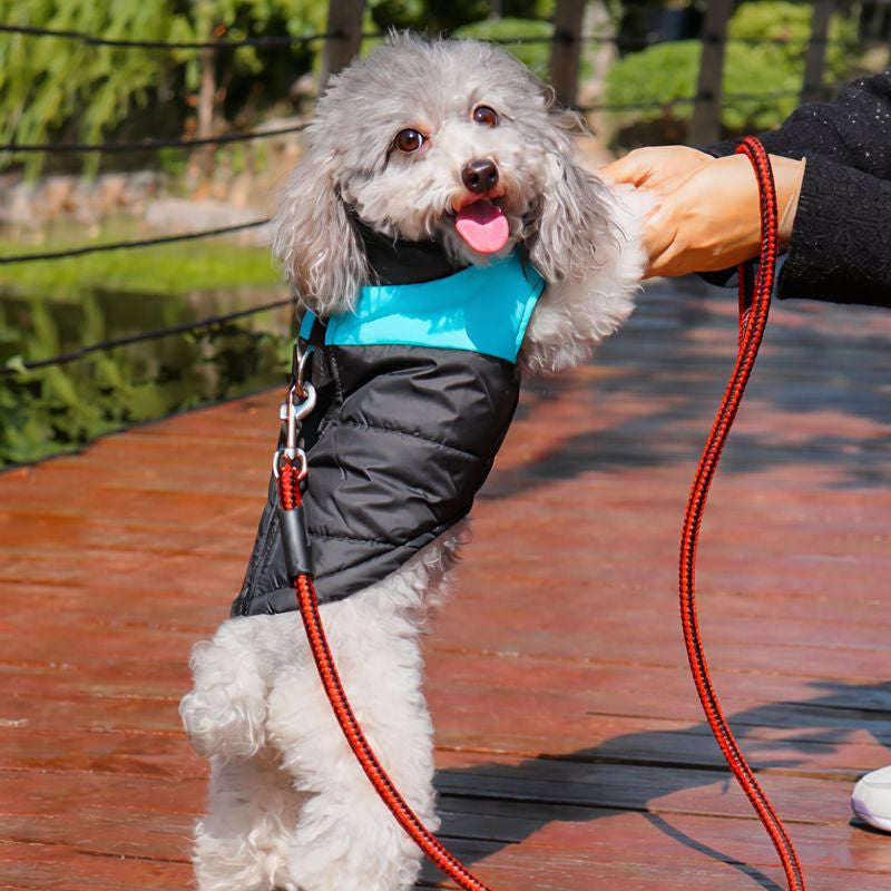 Manteau pour chien confortable et sécurisé avec laisse