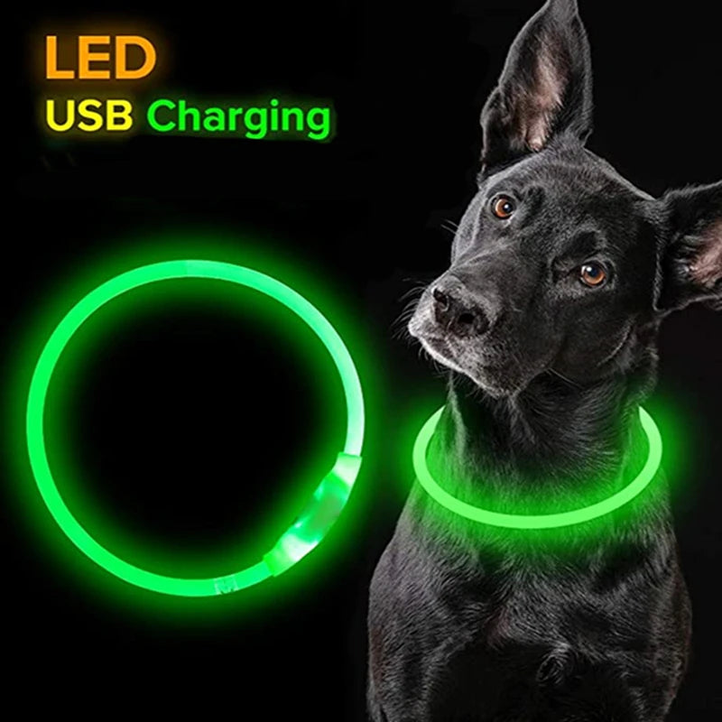 Collier lumineux rechargeable | DogCollar™