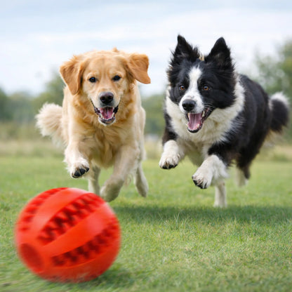 Deux chiens courant après un anneau dentaire rouge en mouvement dans un décor extérieur léger