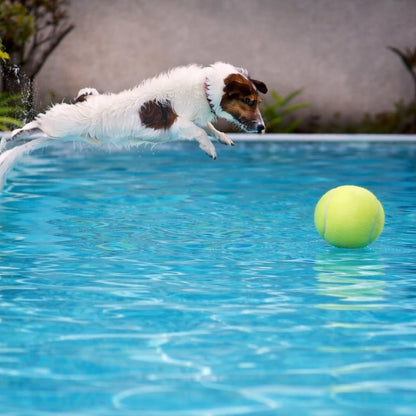Petit chien sautant dans une piscine pour attraper une balle de tennis géante