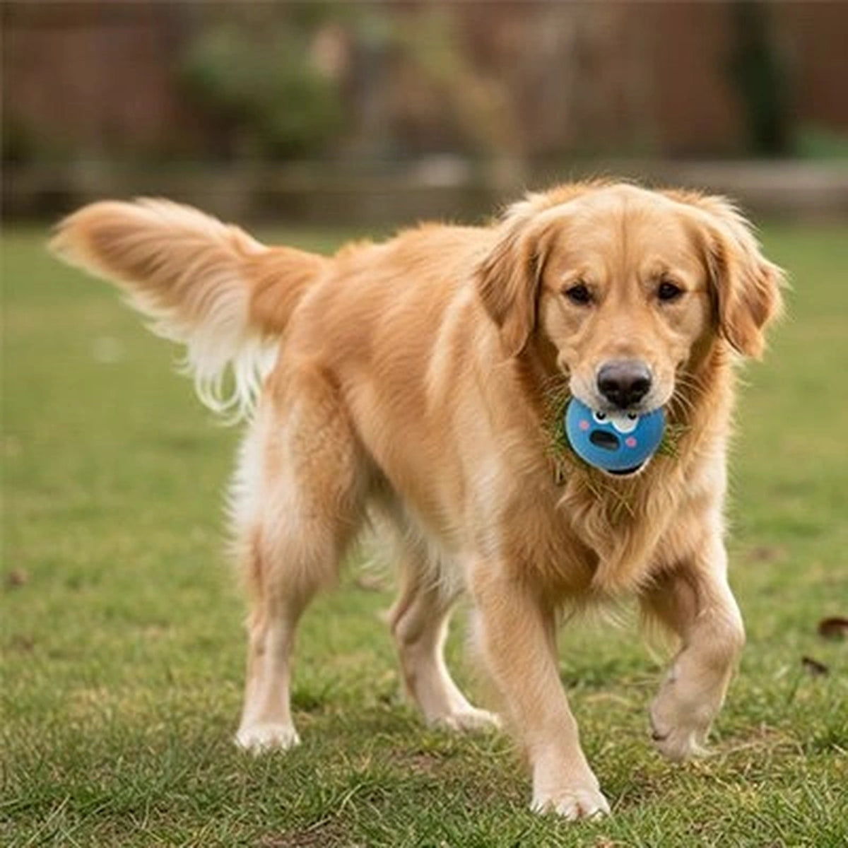 Chien jouant avec une balle anti-stress en extérieur, activité interactive