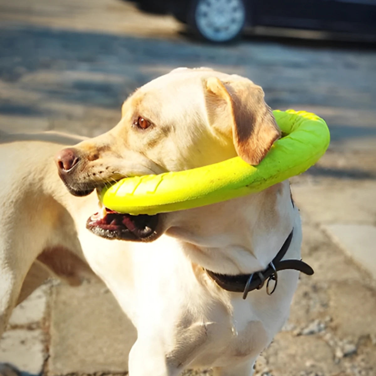 Chien jouant avec un anneau pour chien résistant en extérieur
