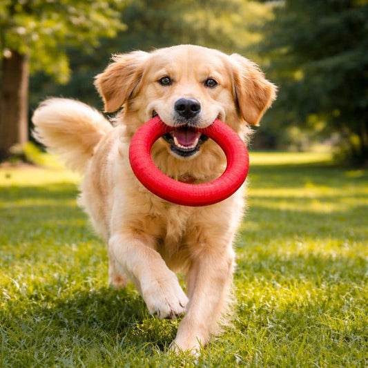 Chien heureux jouant avec un anneau pour chien rouge dans le jardin