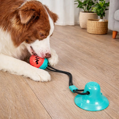 Chien jouant avec une balle pour chien à ventouse fixée sur sol dur