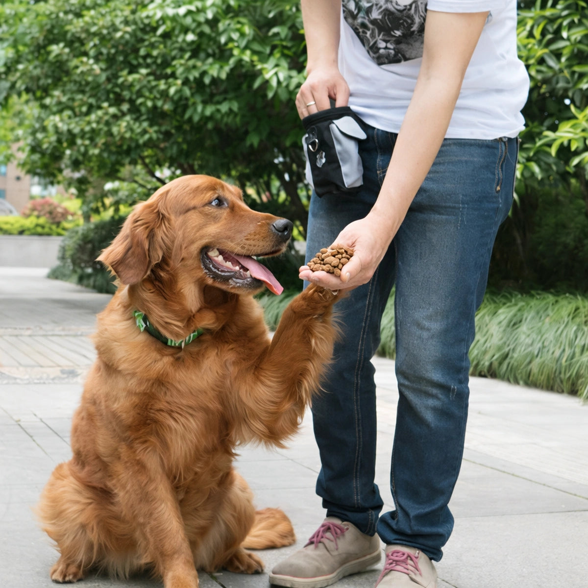 Chien recevant des croquettes dans la main de son maître lors d’un entraînement en extérieur avec sac à friandises