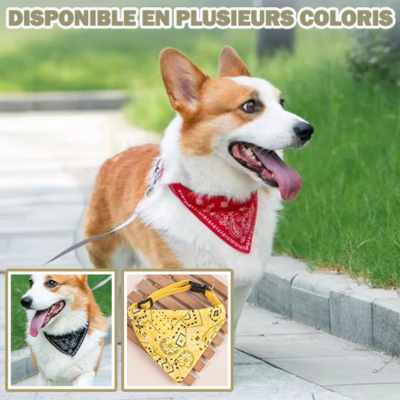 bandana-chien