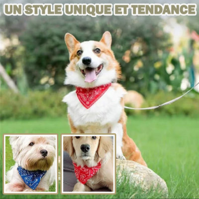 bandana-chien