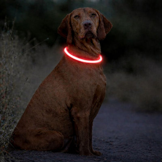 Collier lumineux LED pour chien – Sécurité, visibilité et confort de nuit