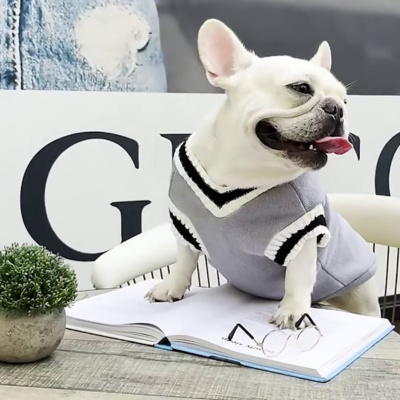 Pull-pour-chien