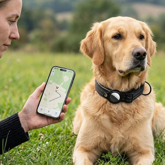 Collier Chien