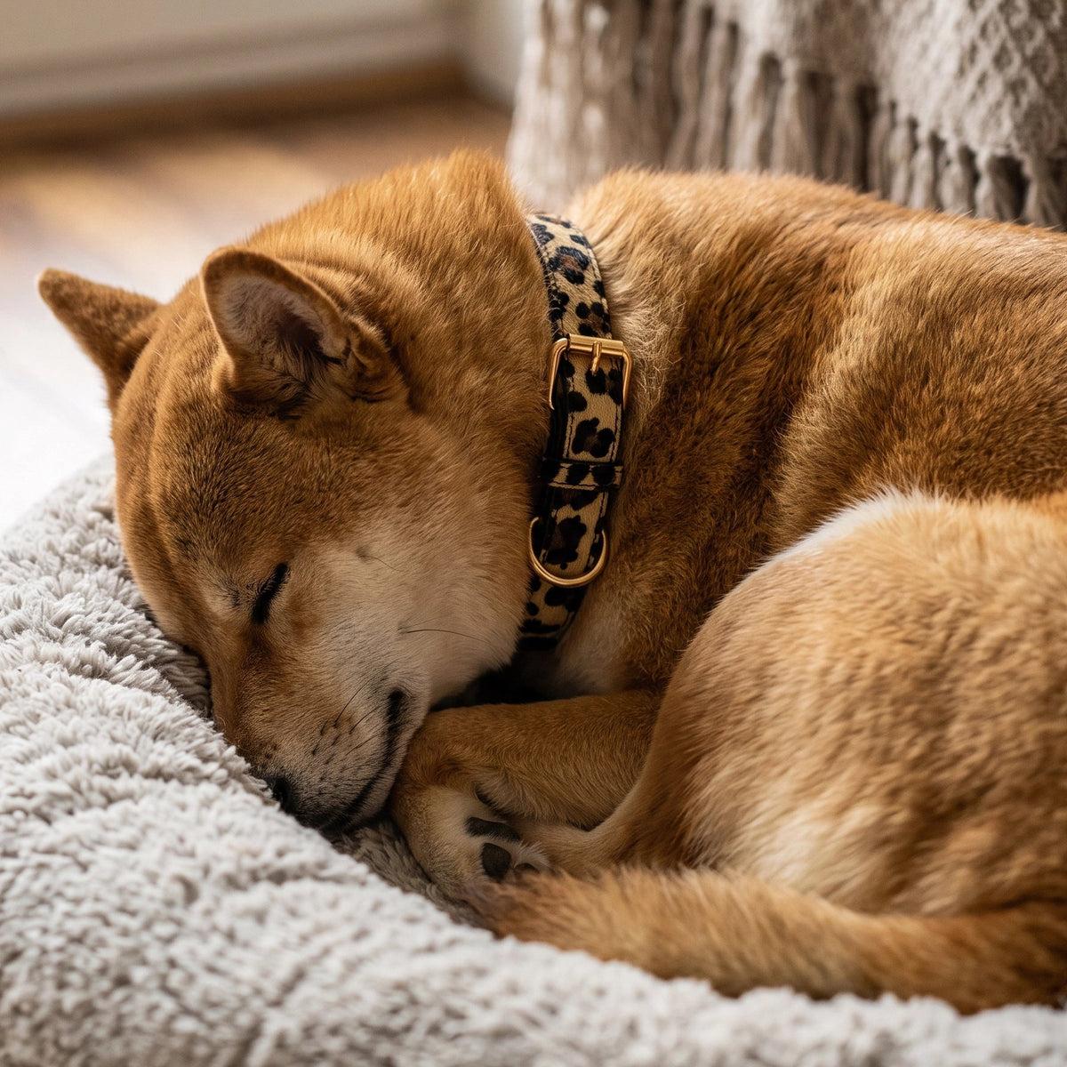 Collier Chien