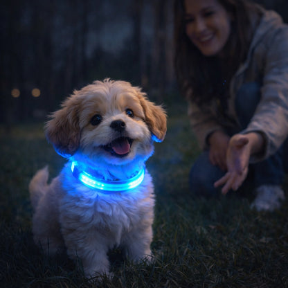 Collier lumineux LED pour chien – visibilité nocturne et sécurité pendant les promenades du soir