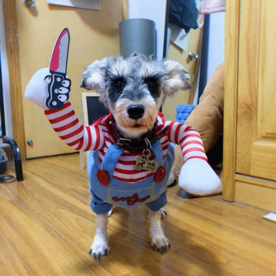 Costume-d'Halloween -chien