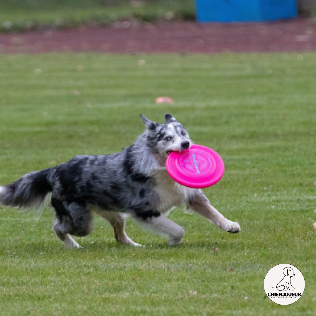 FlyingDiscs™ | Jouet interactif Jouet pour chien Chienjoueur   