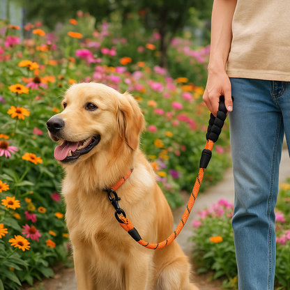Laisse pour chien