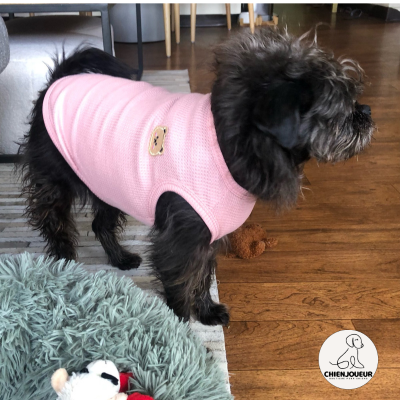 pull-pour-chien